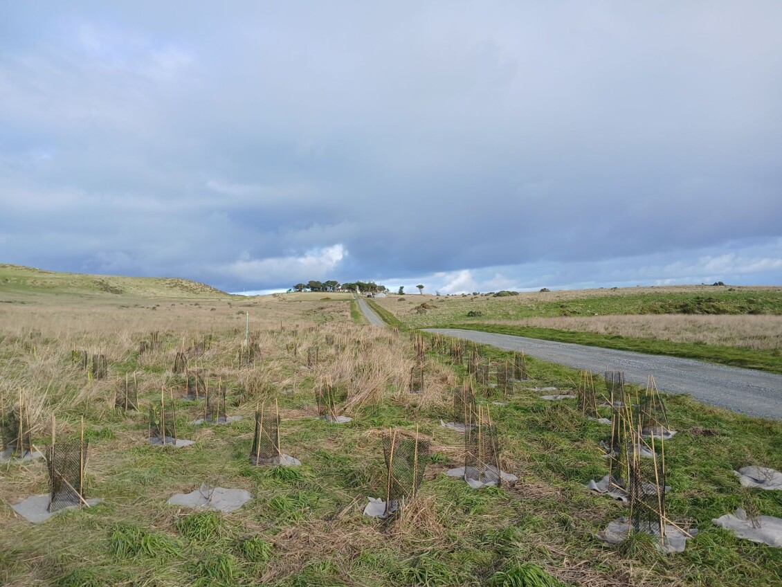 Baring-Head-fire-break-planting