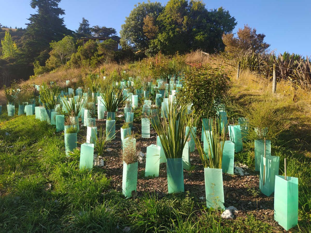 Microsforest with densely planted saplings