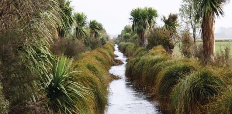 Carex plantings along board drains