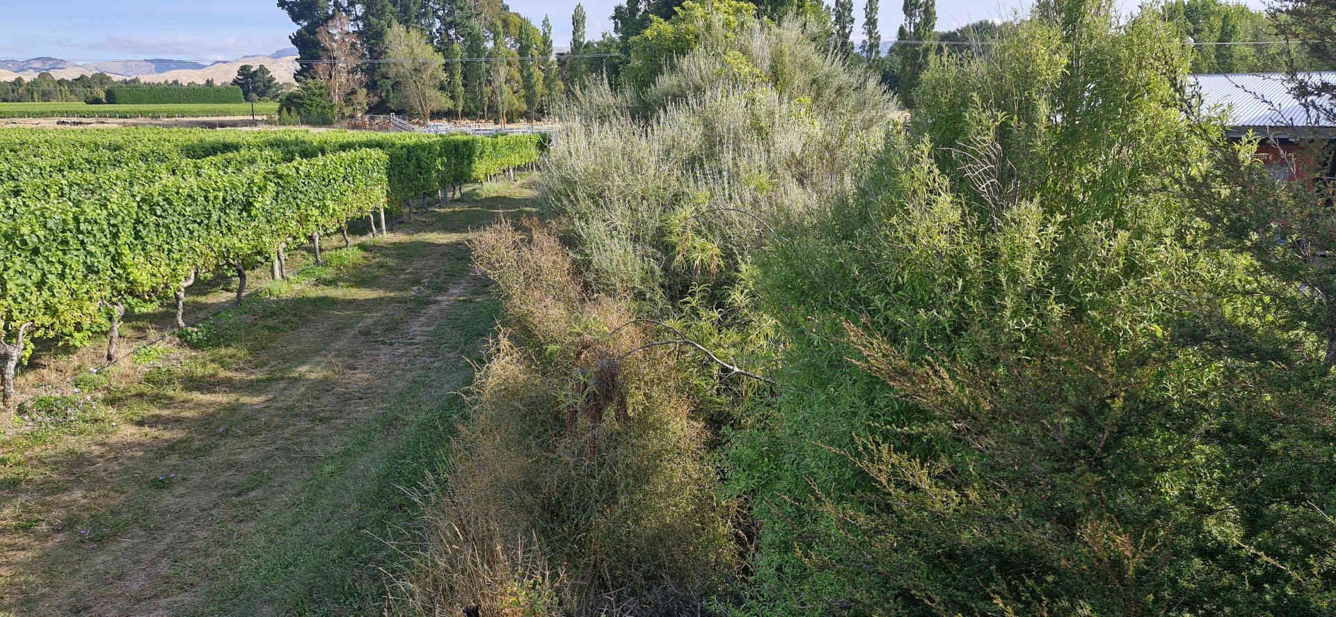 Vinecology: pairing wine with nature