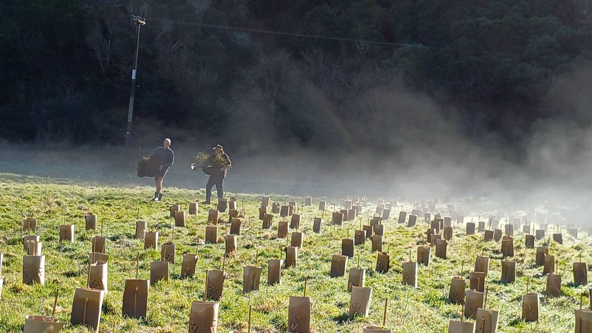 People carrying planting gear amongst new planted trees, with mist rising