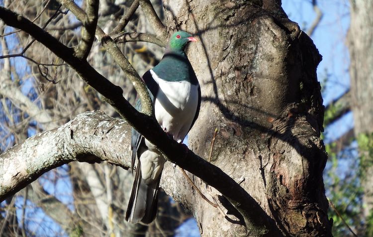 Kererū perched on a branch