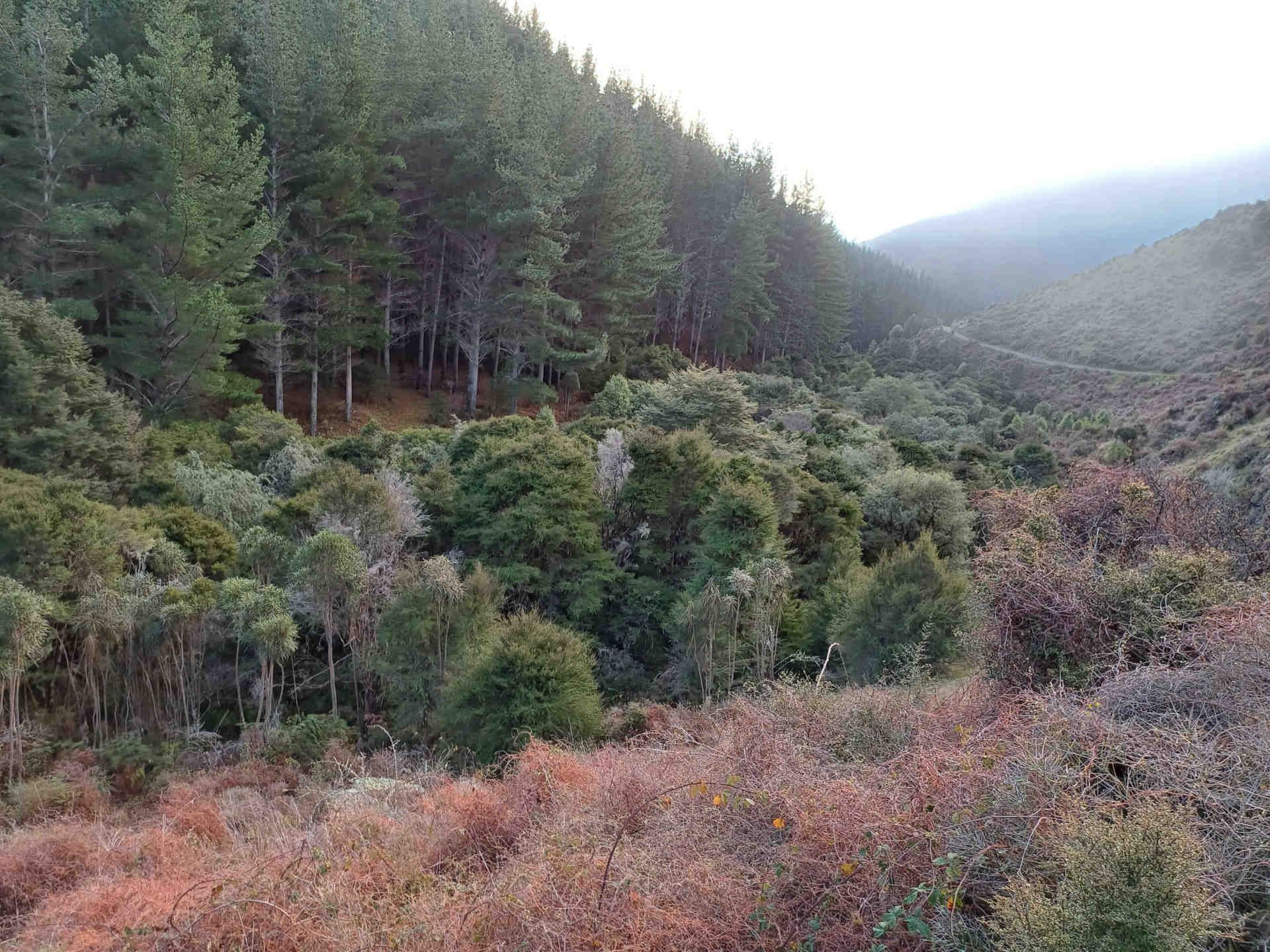 Low flammability plants