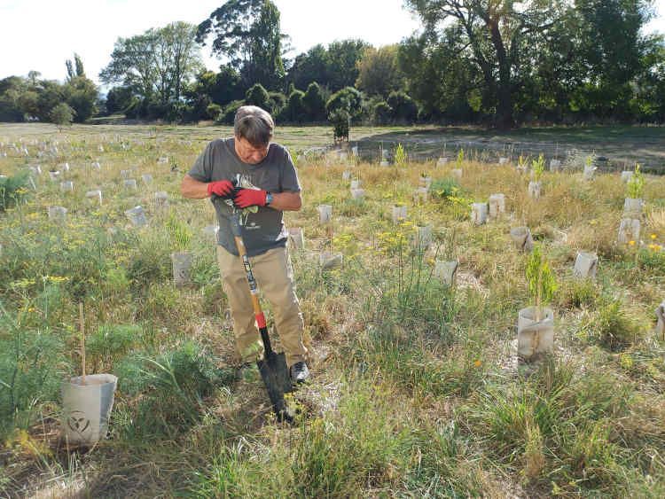 Man stands in the middle of planted trees holding a spade as he digs a hole