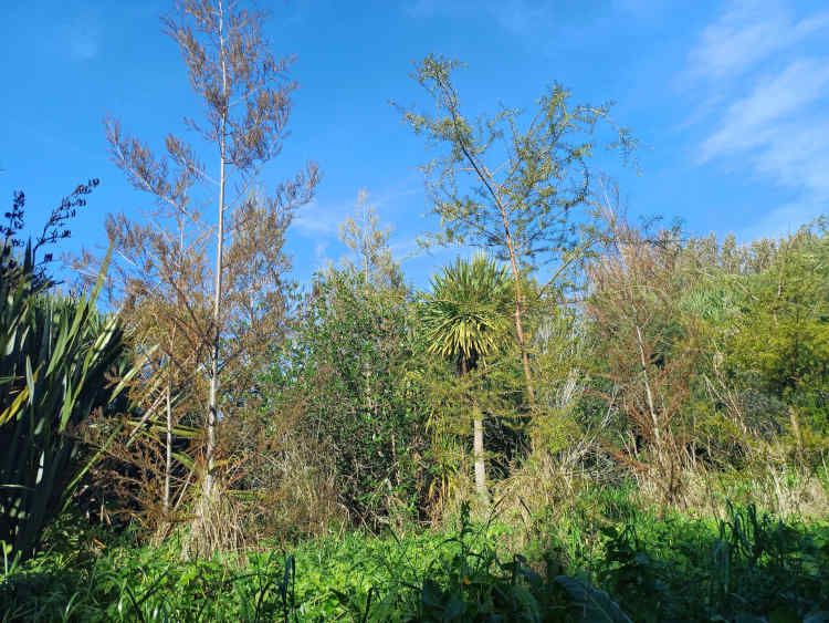 Regenerating native forest