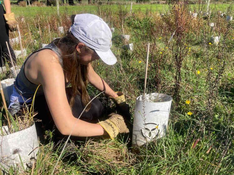 A volunteer removes weeds from around a planted seedling