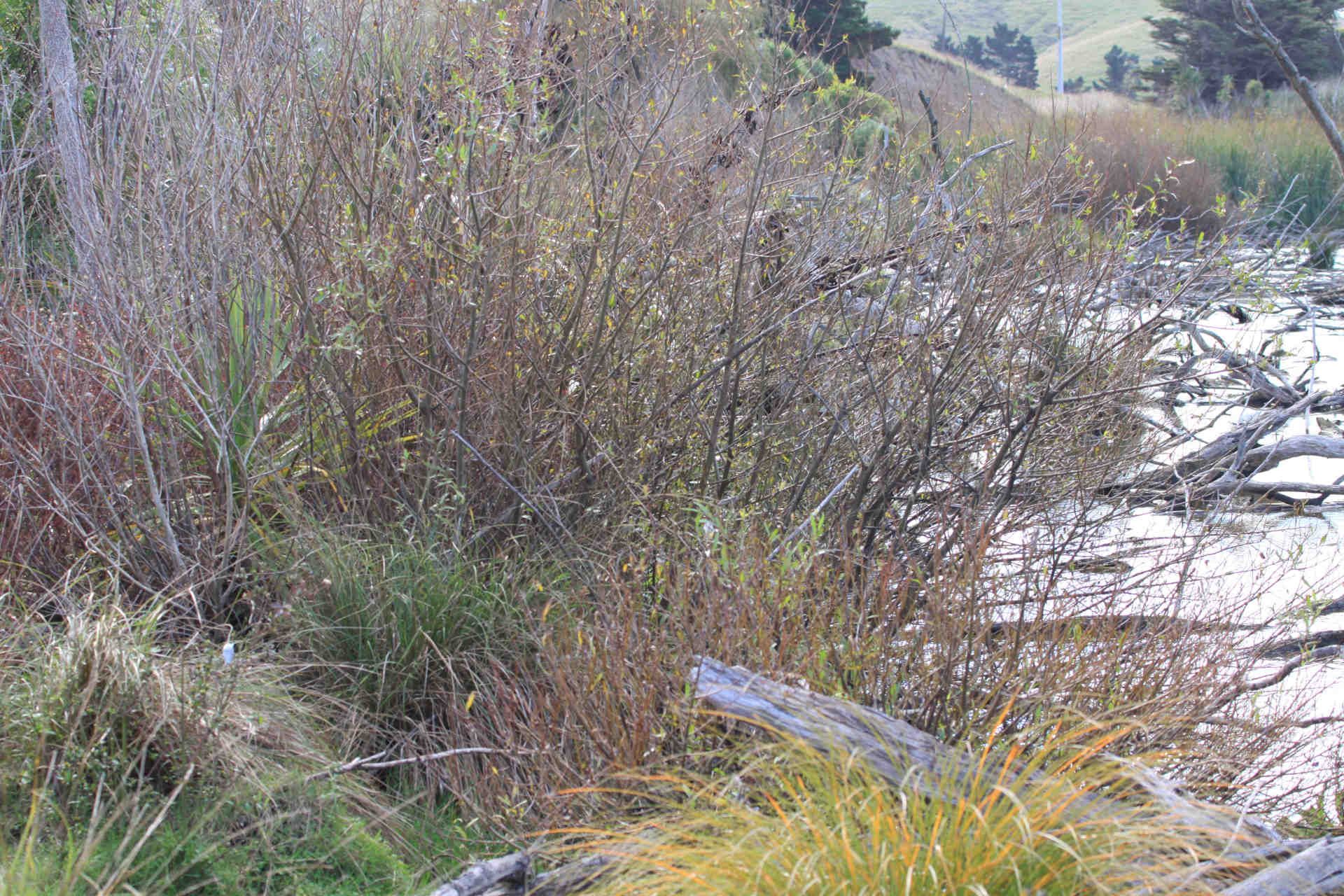 Willow and Alder Guidelines