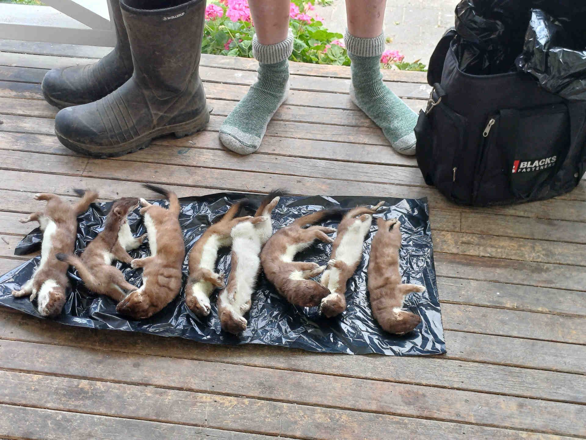 7 trapped stoats laid out on a wooden deck.