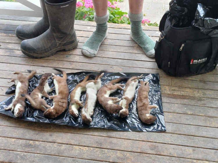 Predator control on farms, rural and bush areas