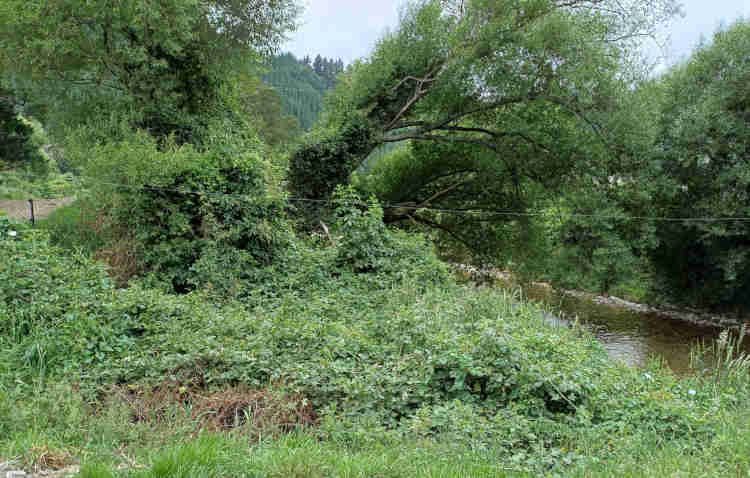 Controlling weeds in riparian margins