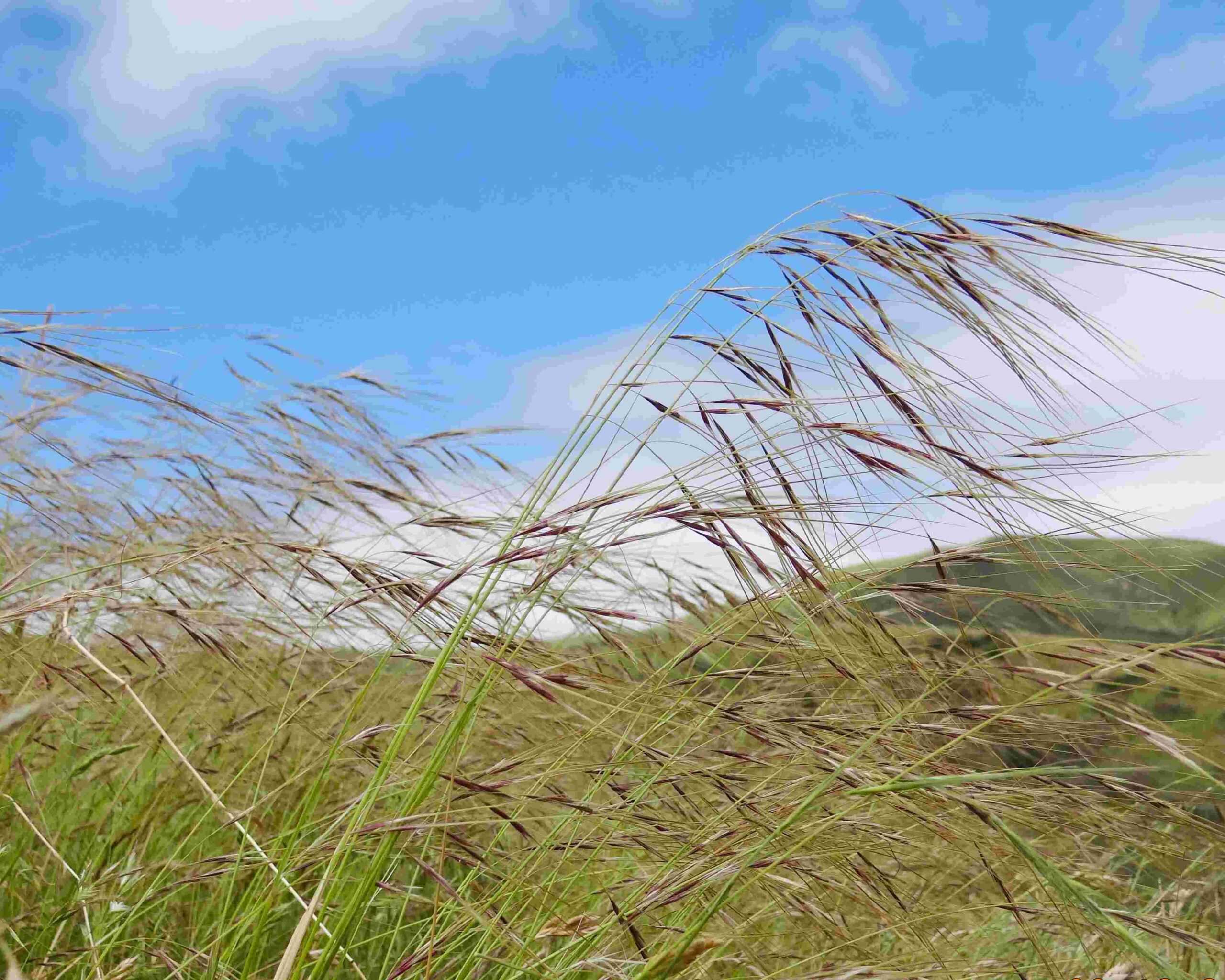 Pest plants and biosecurity