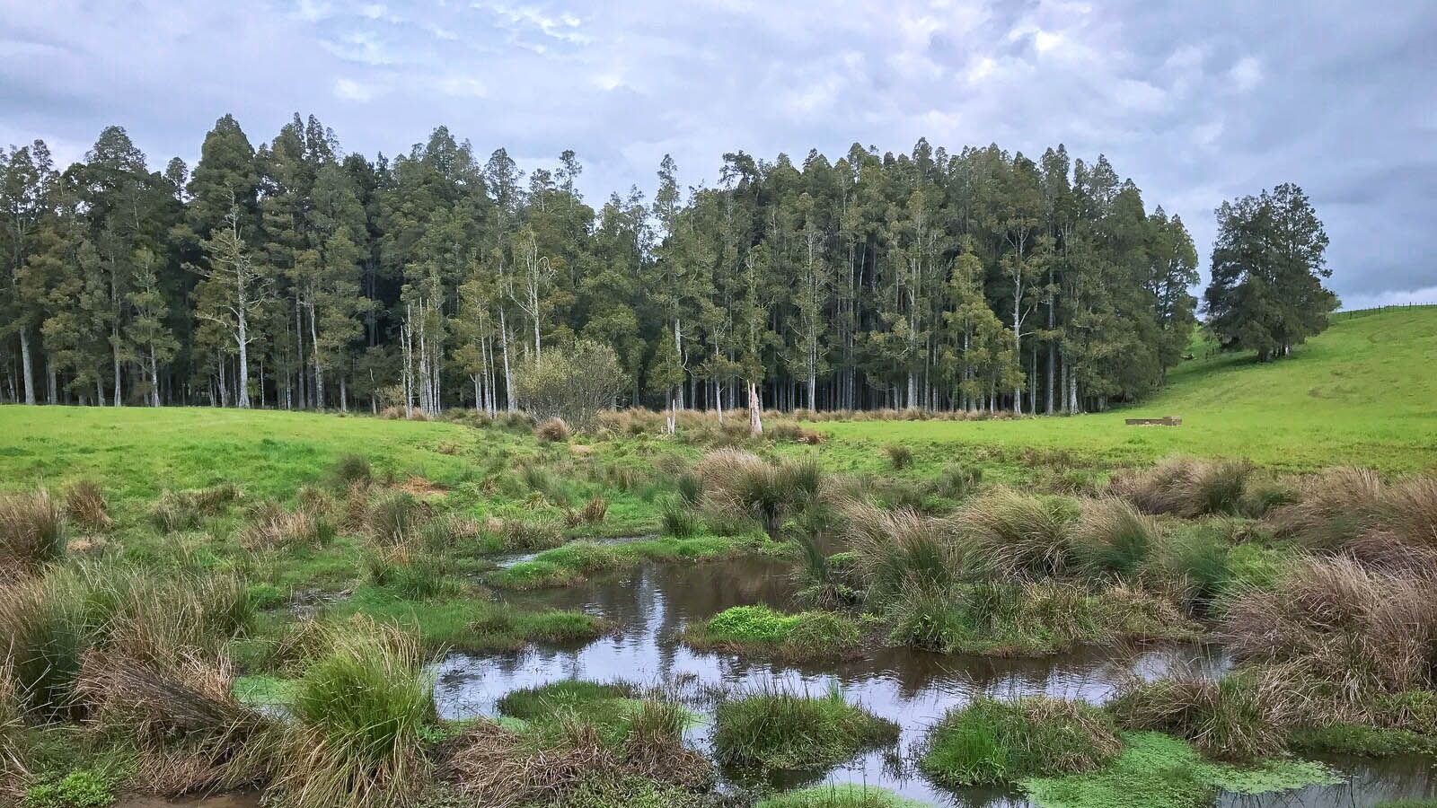 Kahikatea Green Wheel