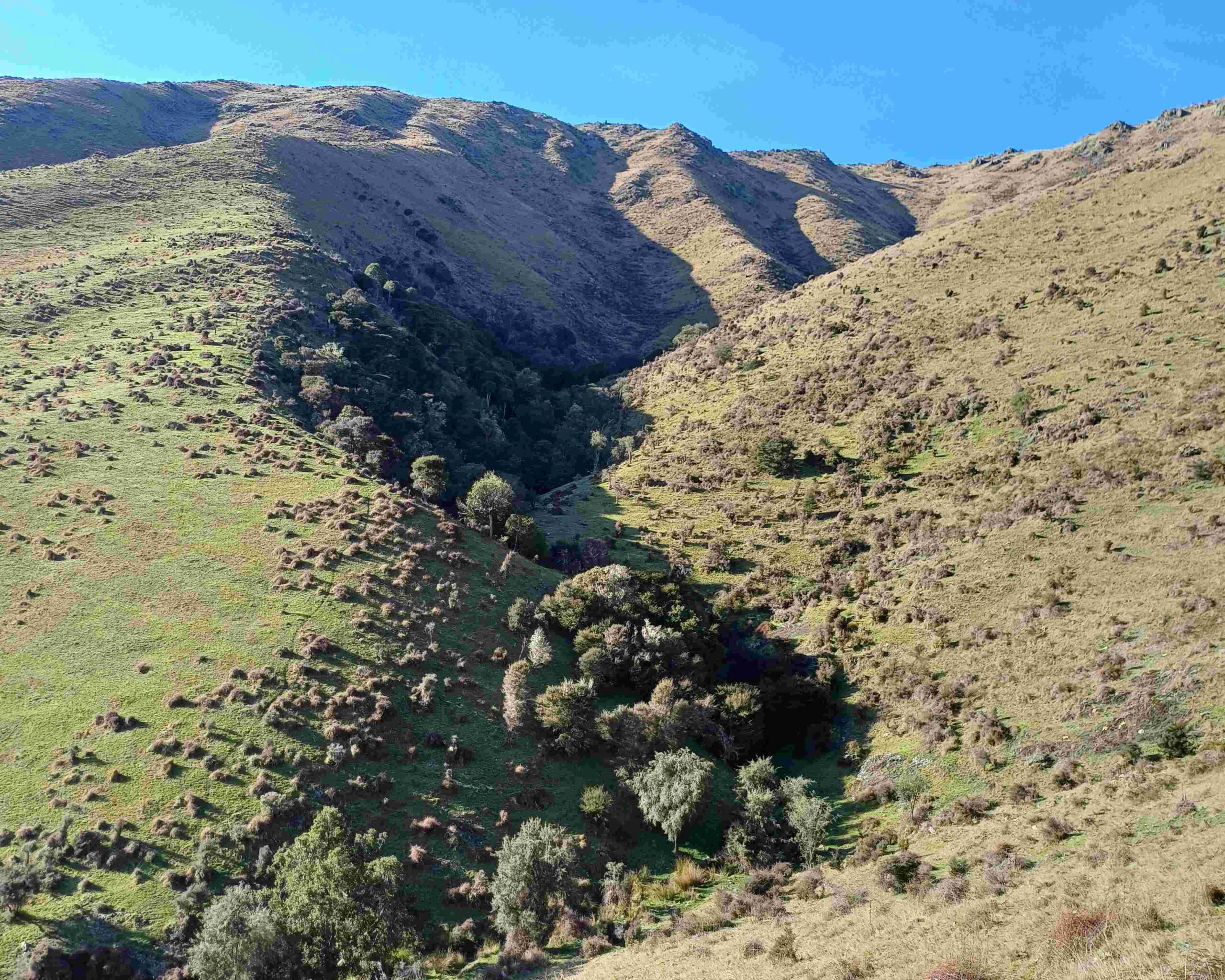 The Manuka and Kanuka Plantation Guide