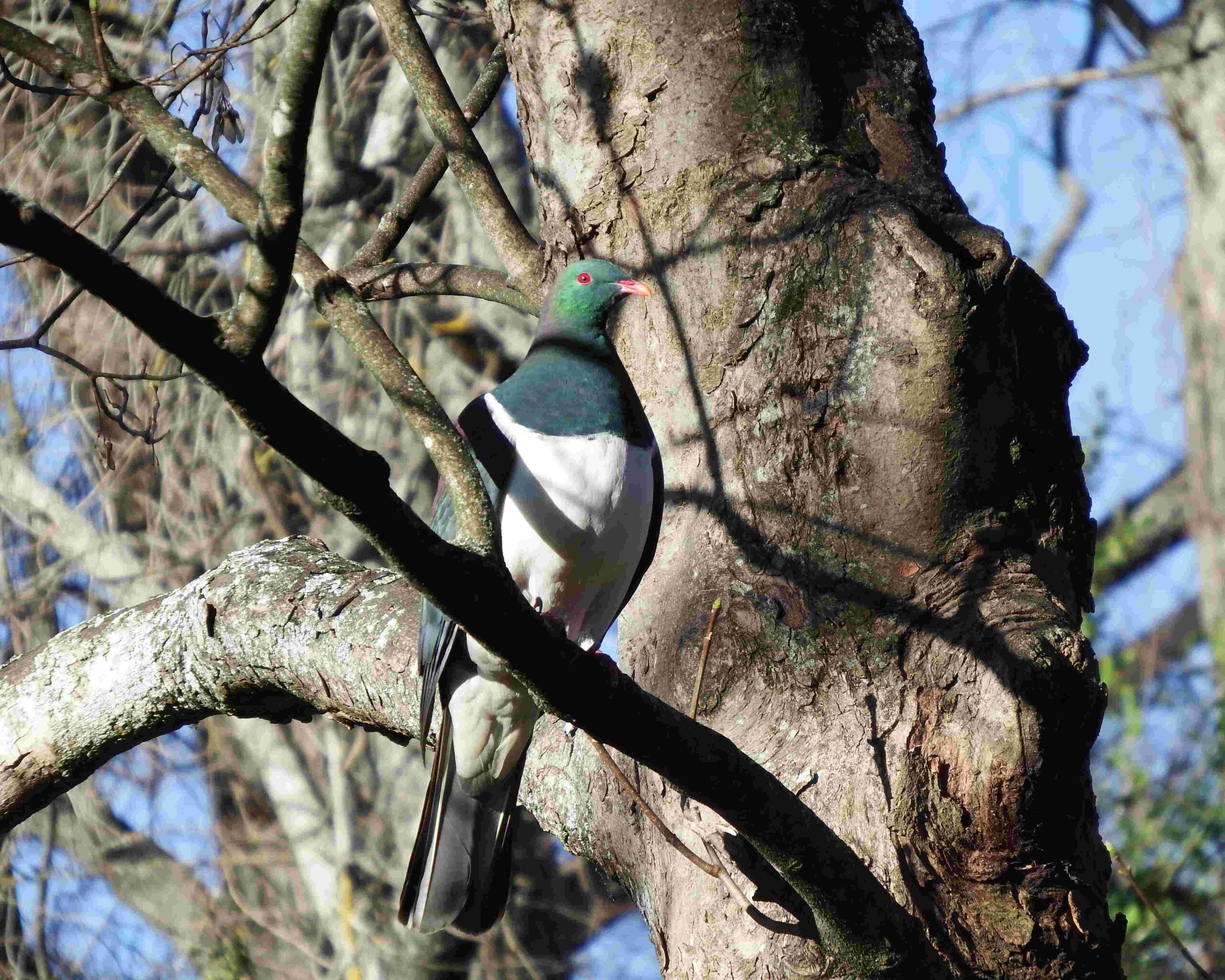 Plants for supporting kererū