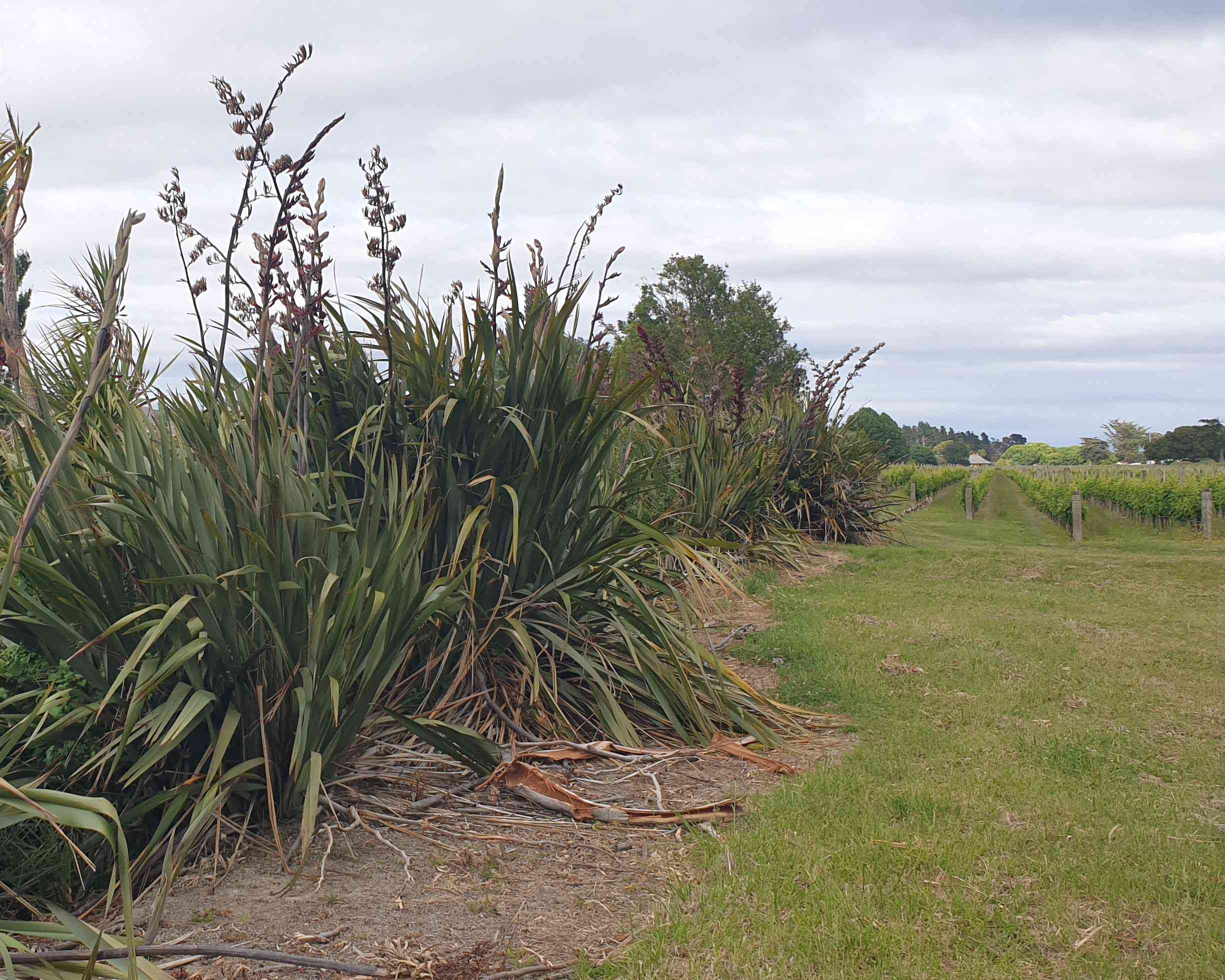 Vinecology: pairing wine with nature