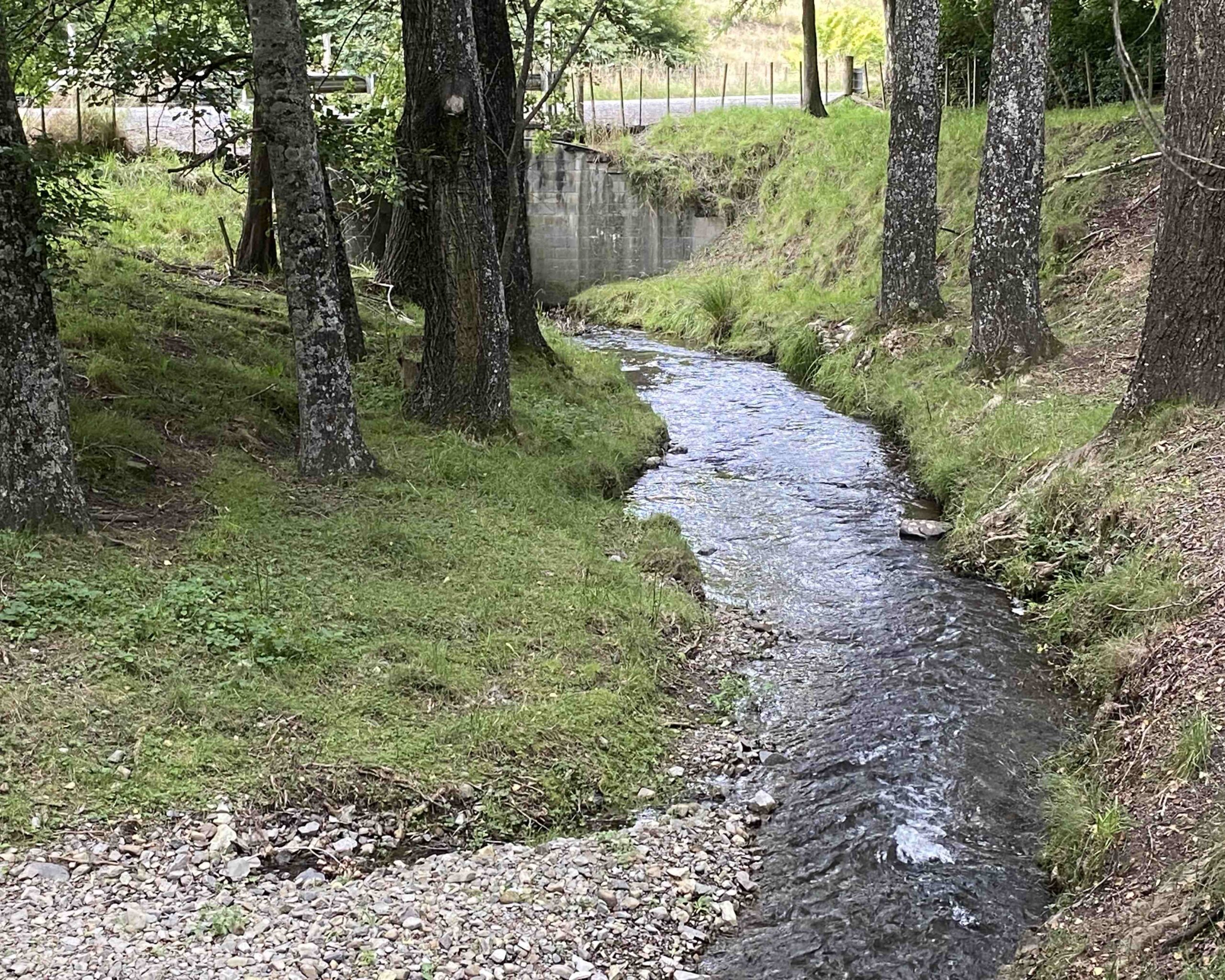 Willow and Alder Guidelines