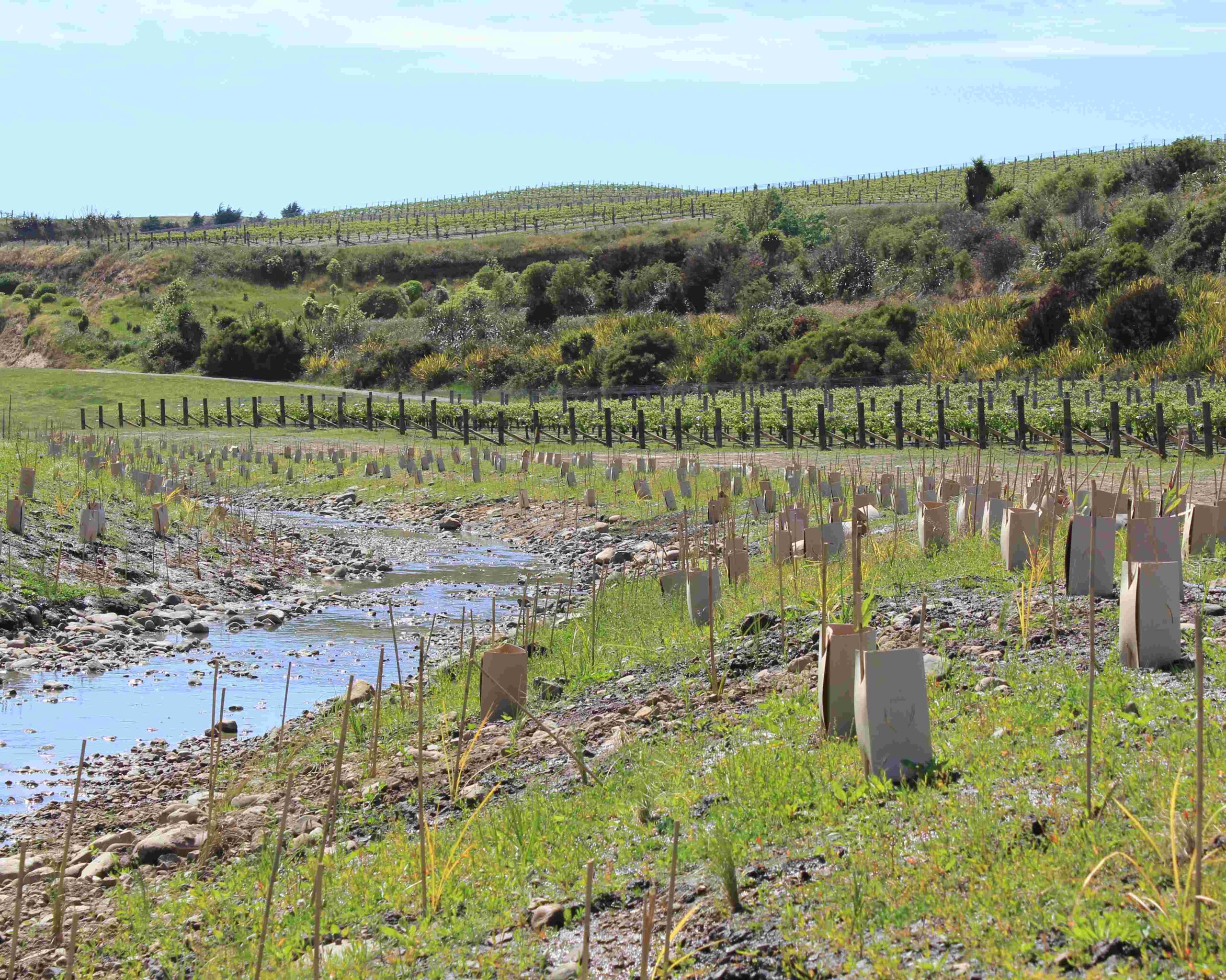 Revegetation planting template