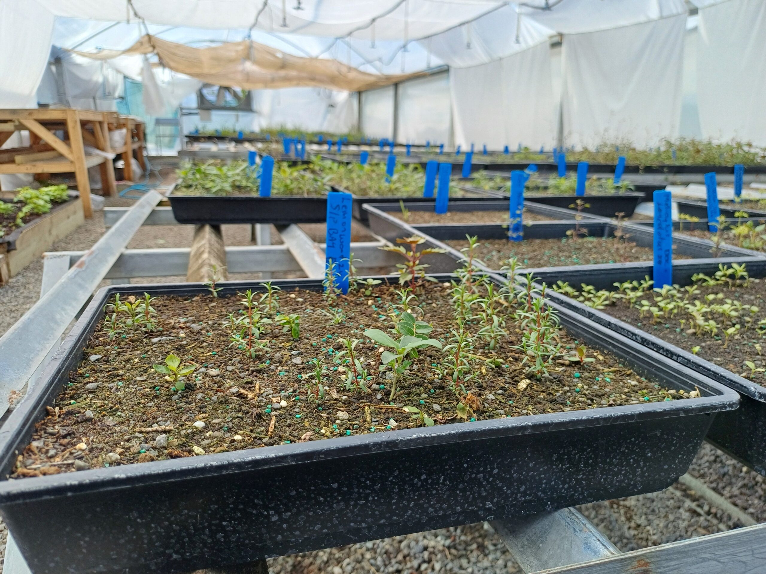 Growing natives at home